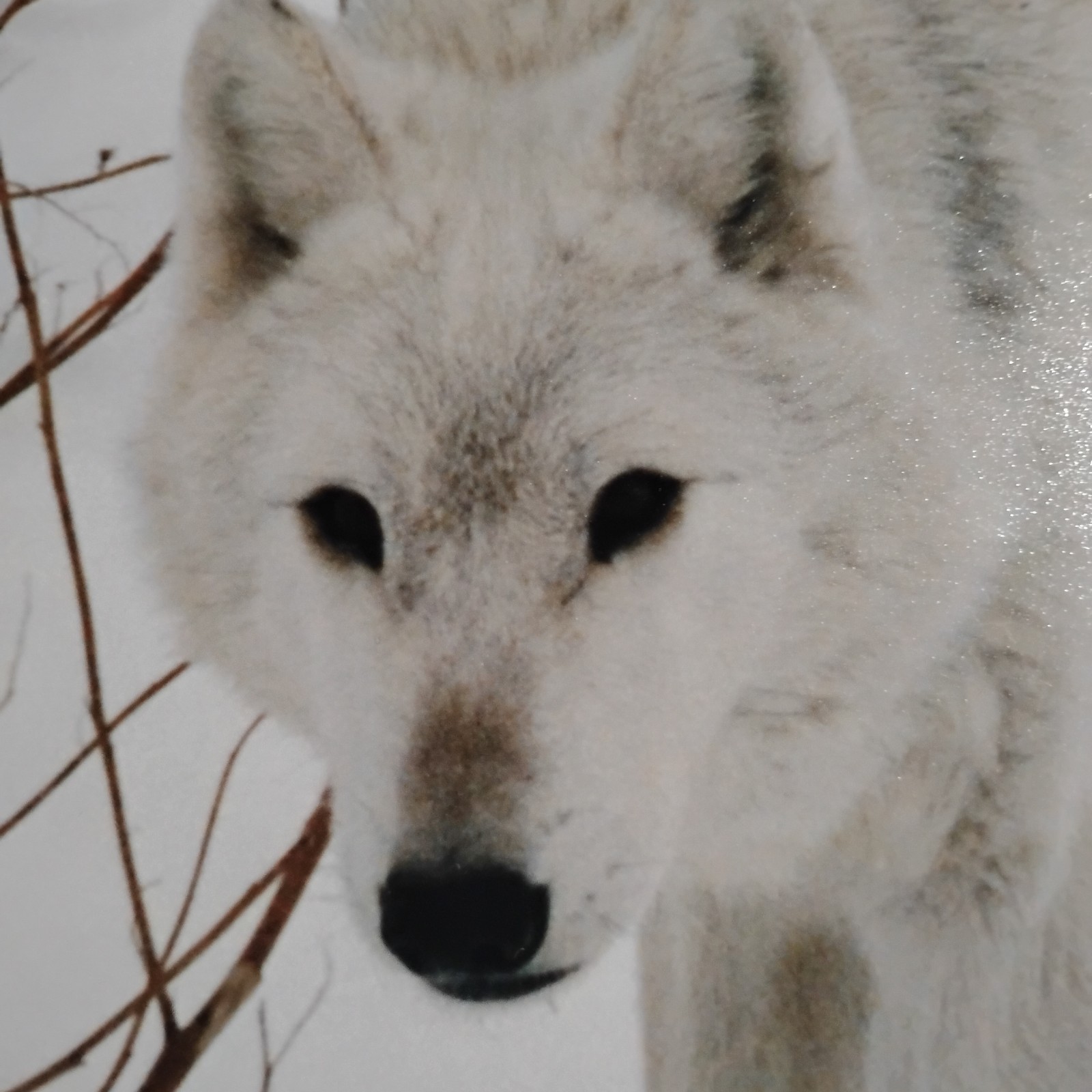 White Wolf Photograph Art Print-Winter Scene. Image 11.75×17 with 18×24 Mat