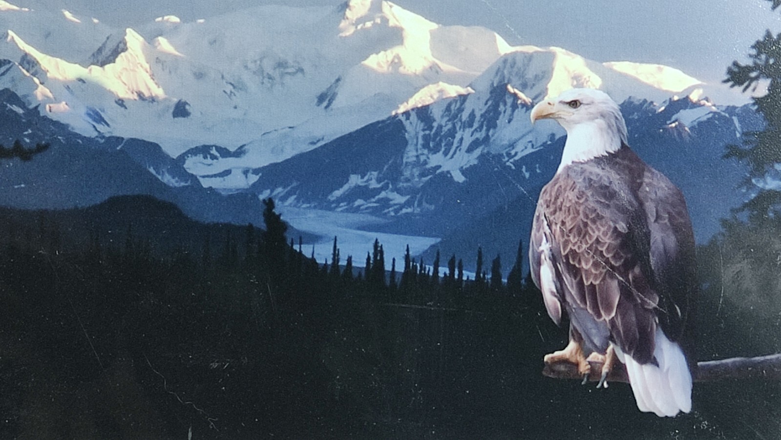 Original Photo Artwork American Bold Eagle Mountains Signed & Numbered by Artist