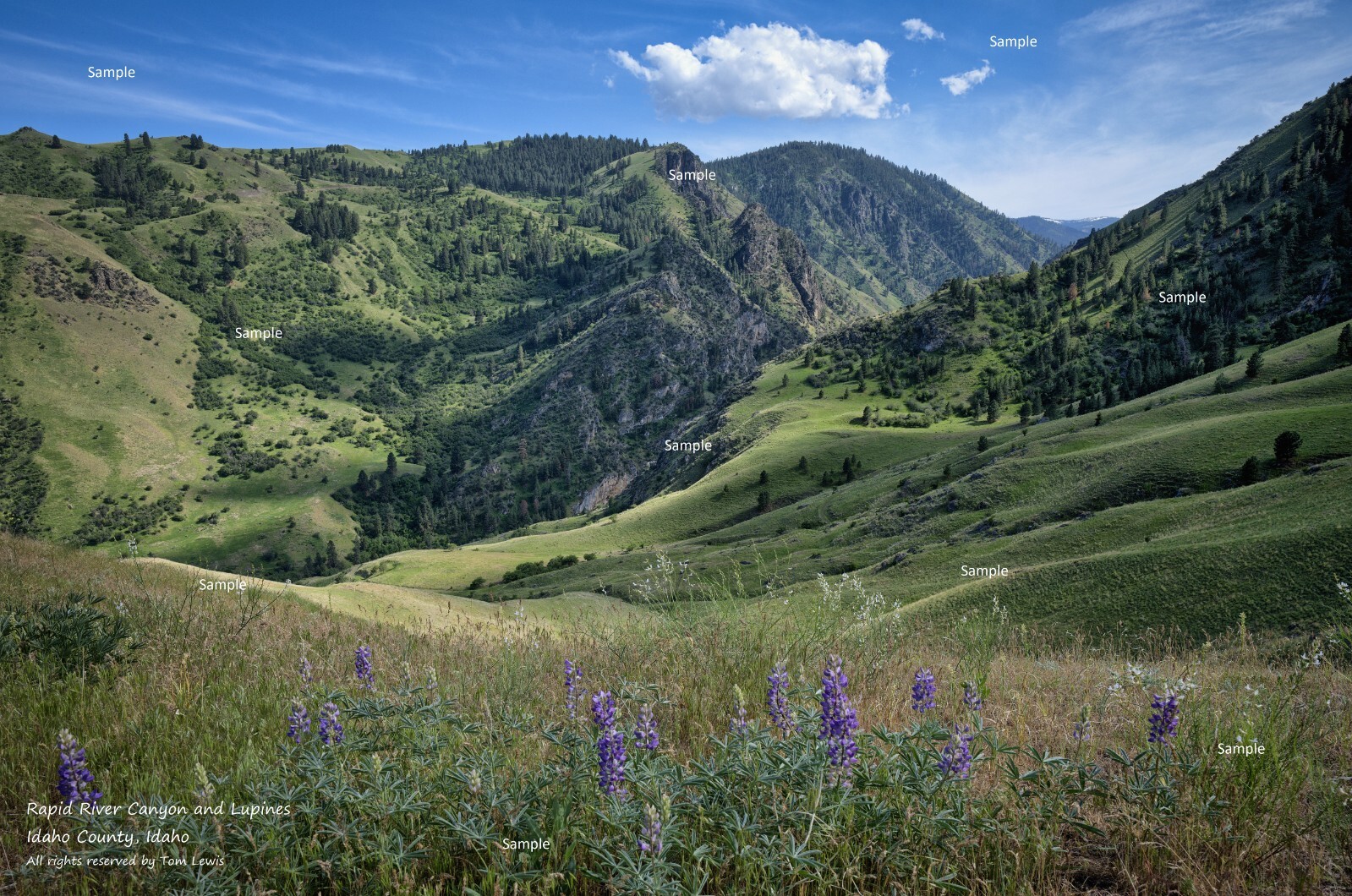Rapid River Lupines Nez Perce National Forest Idaho Landscape Photo Print RR32