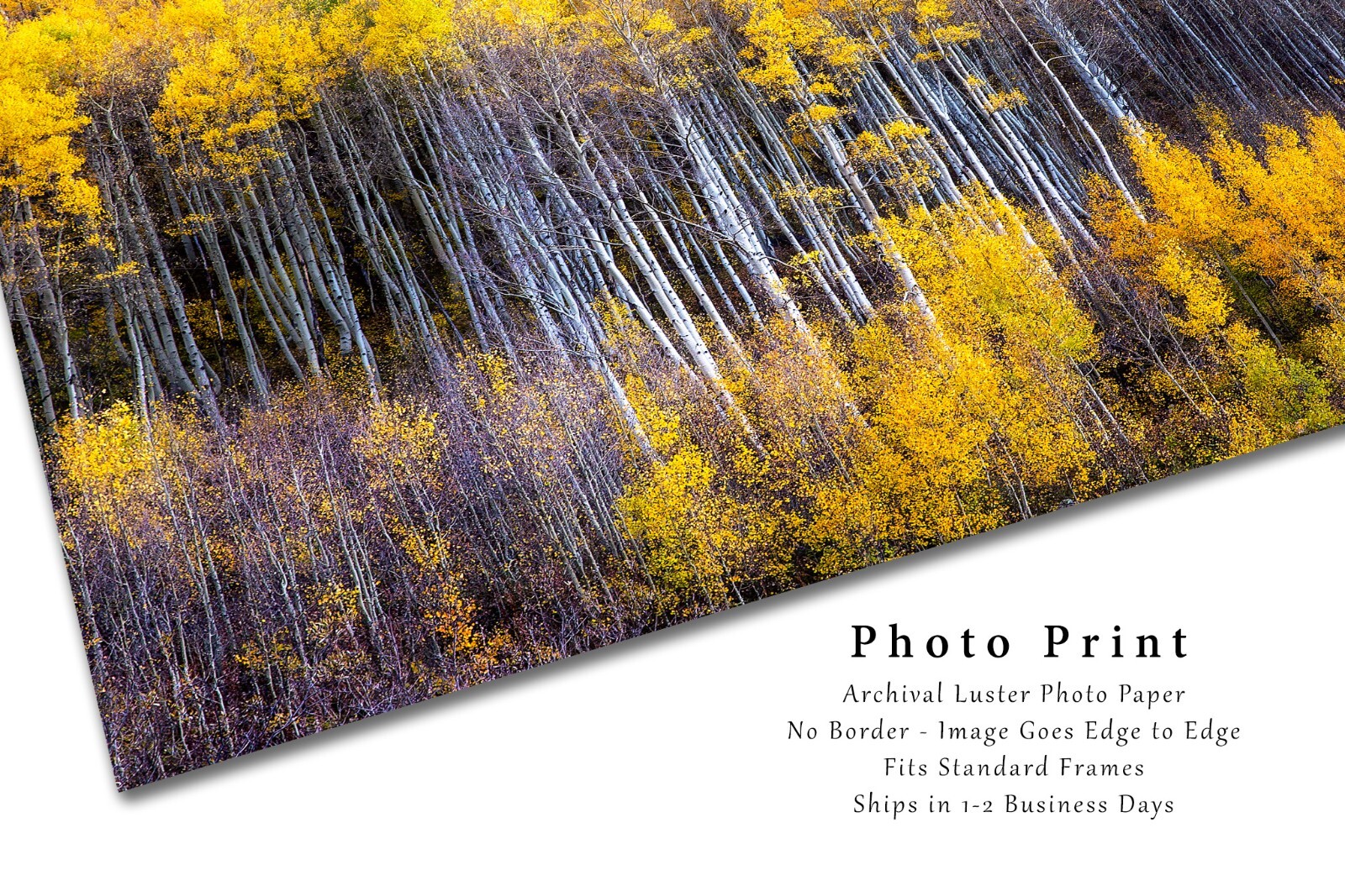 Autumn Wall Decor Art Print of Aspen Trees Appearing as Reflection in Colorado