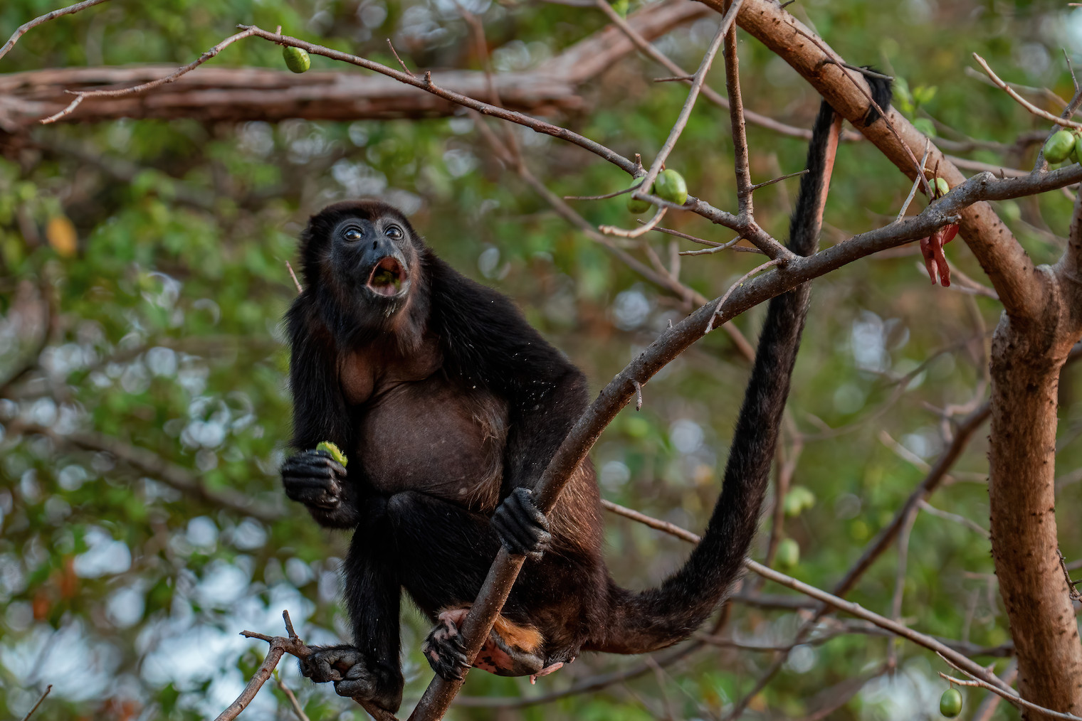 Howler Monkey Howling
