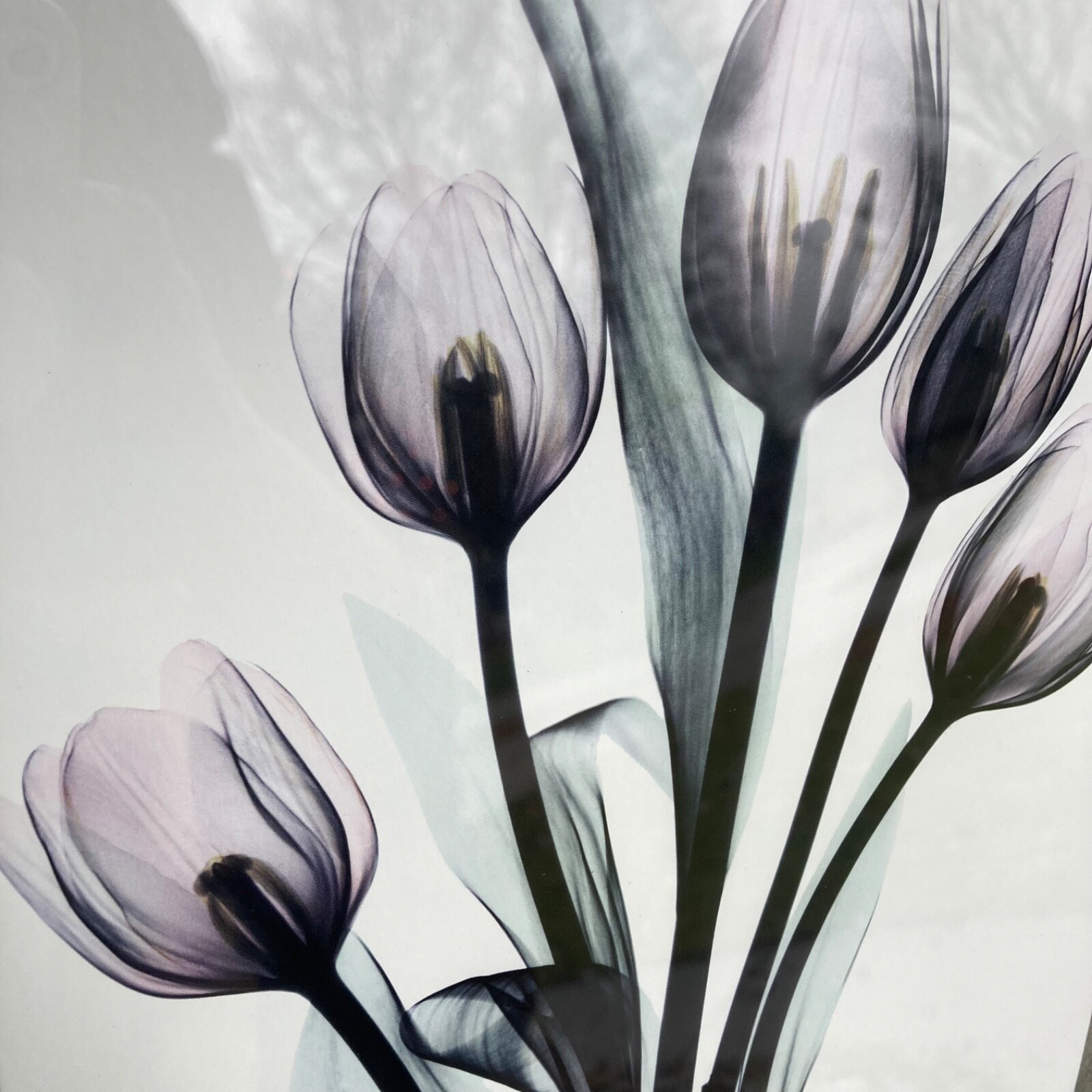 Tulips By Albert Koetsier Artist Signed Radiographic Xray Radio Photography Art