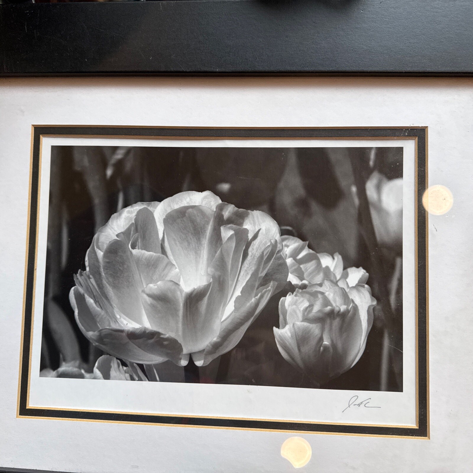 Jesse Kalisher Signed “The Butchart Gardens” Tulip Photo Framed