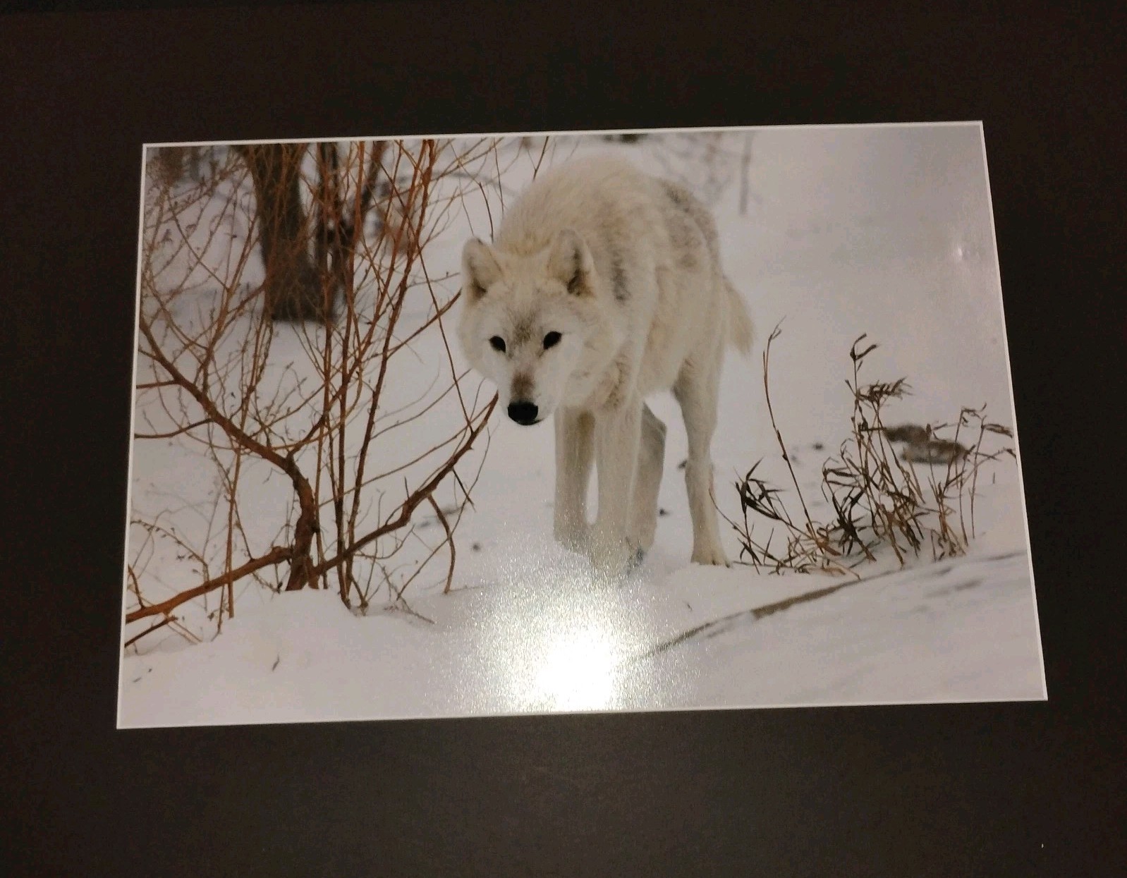 White Wolf Photograph Art Print-Winter Scene. Image 11.75×17 with 18×24 Mat