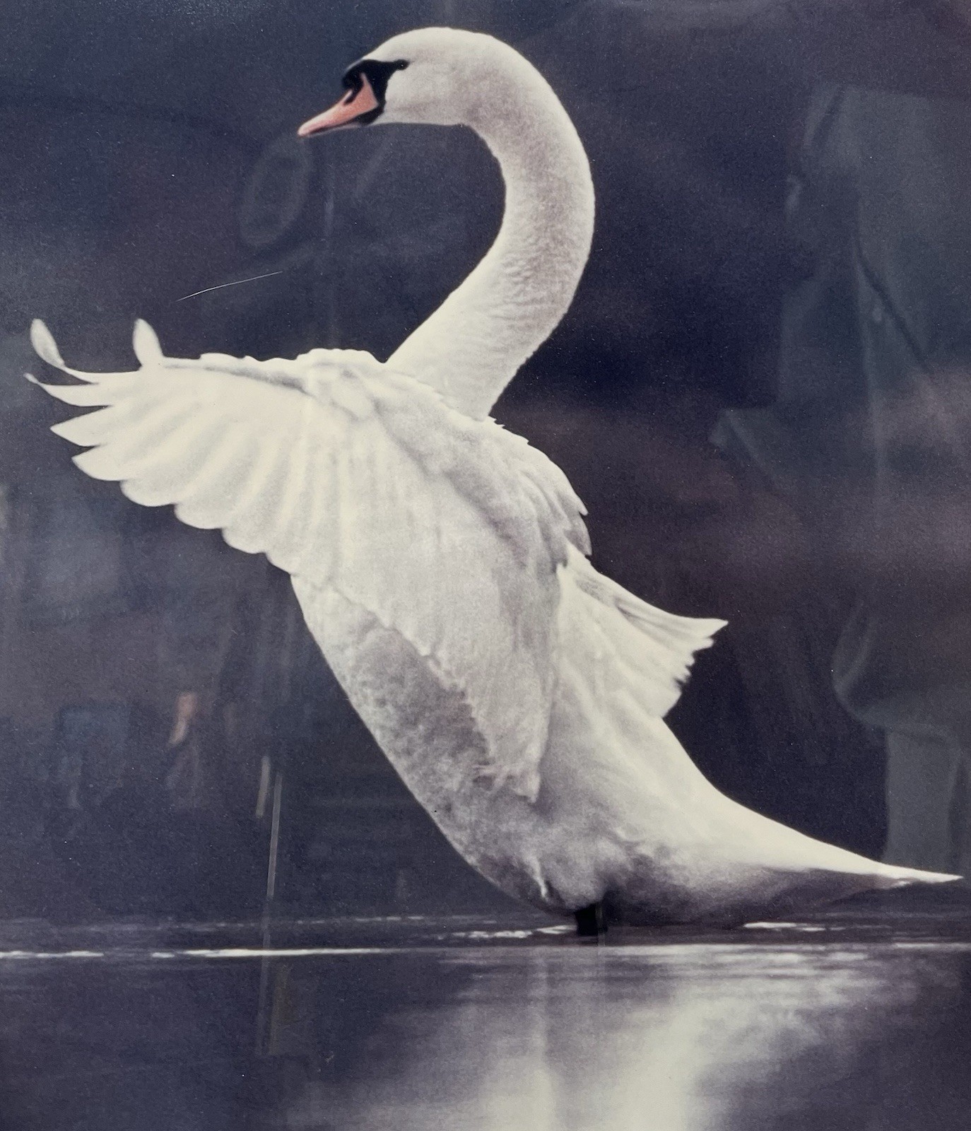 Vintage Mute Swan Fine Art Print Framed Double Matted Wildlife Photography