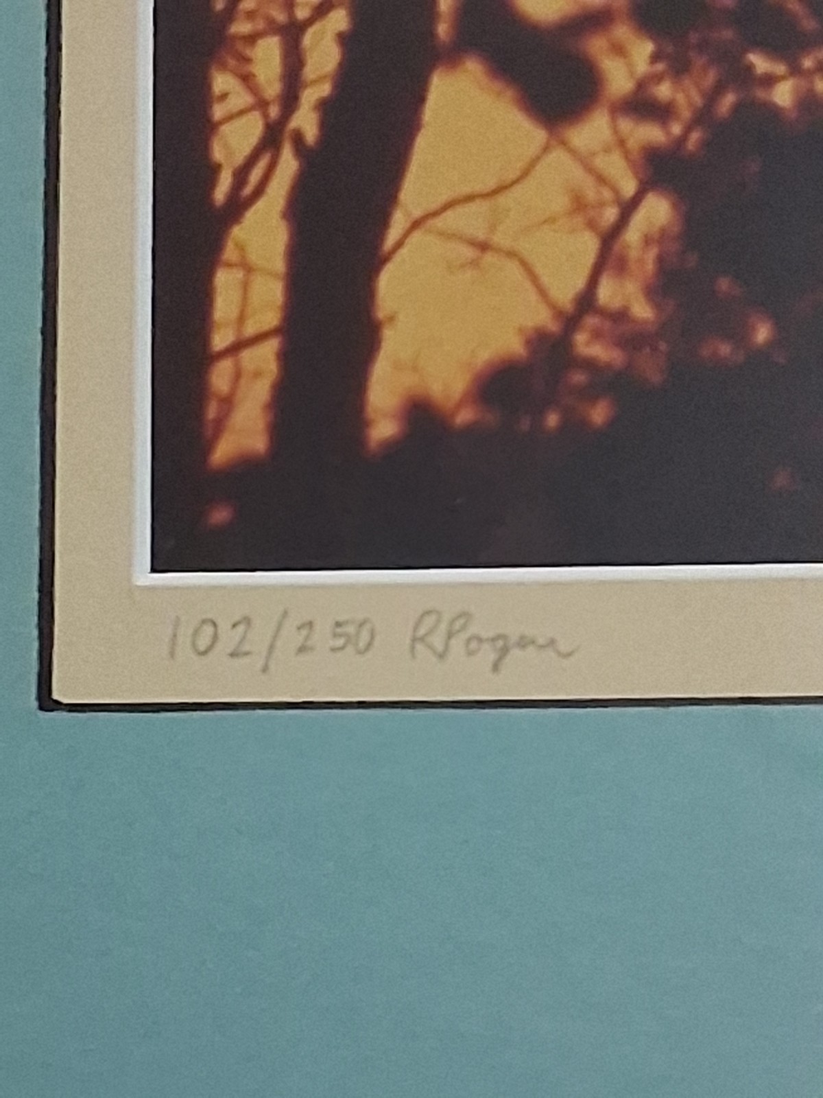 Framed Limited Edition Photograph — Sunset Silhouette Forest — Signed & Numbered