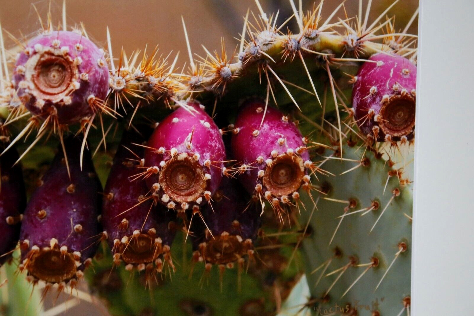 Prickly Pear Cactus Fruit Photo 8″ x 10″ in 11″ x 14″ Matte Signed by Kim Barry