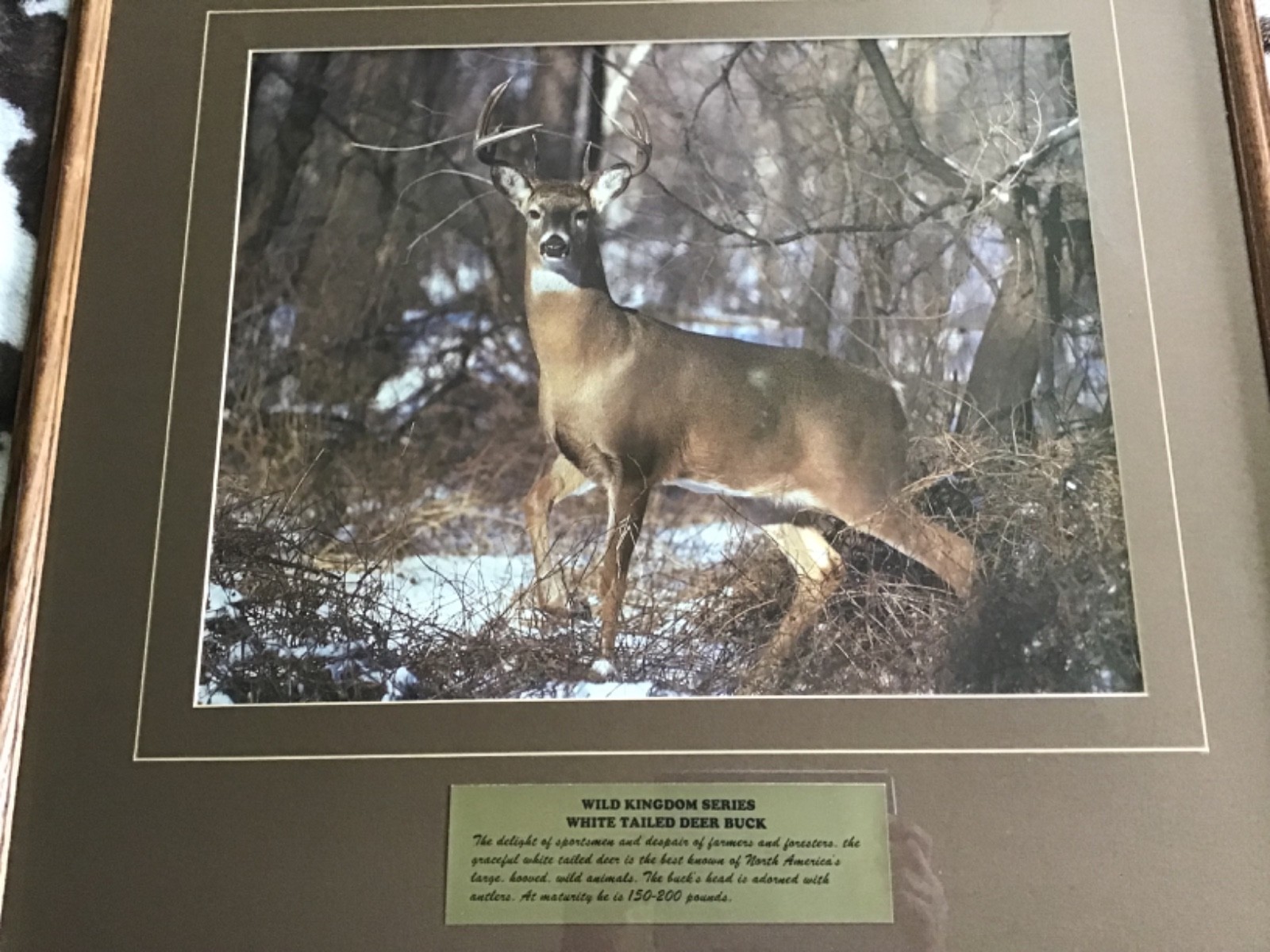 Vintage Wild Kingdom Series White‑Tailed Deer Buck – Large Framed Wildlife Print