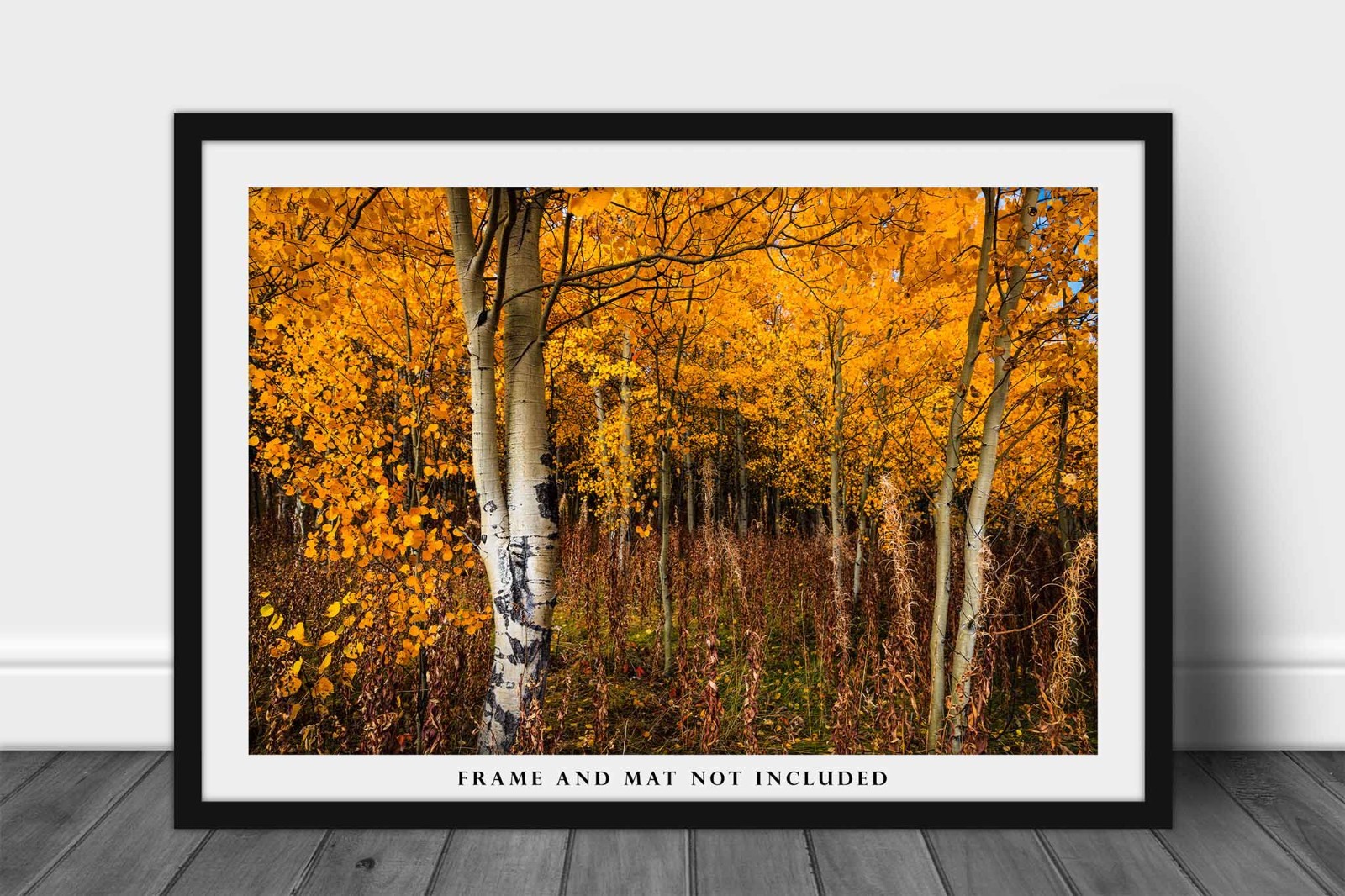 Aspen Trees Photography Print: Wyoming Autumn Forest Grove Western Nature Photo