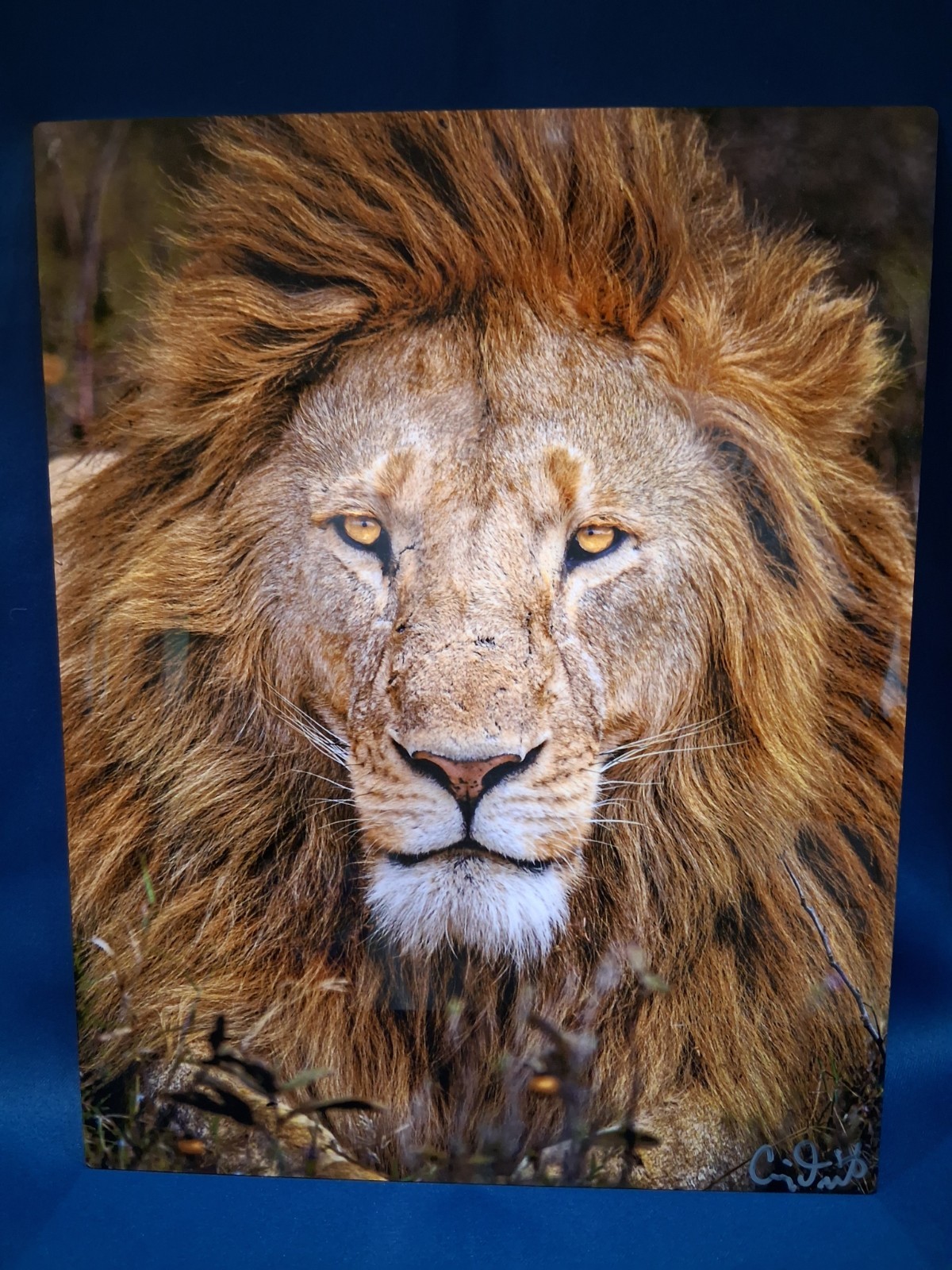 Craig Dietrich Metal Art Photography 11″x14″ Lion Photo Oceans & Africa