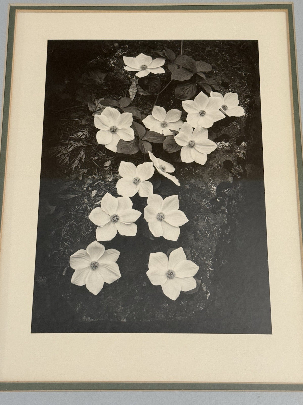 ANSEL ADAMS Dogwood Yosemite Special Edition Gelatin Silver Print Matted Only