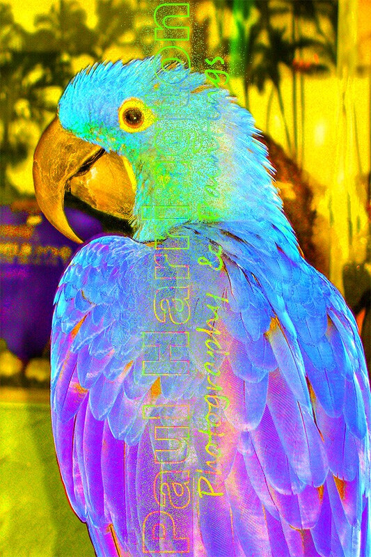 Hawaii Hilo Blue Macaw Parrot Lady Bird Puna Big Island Liliʻuokalani Gardens