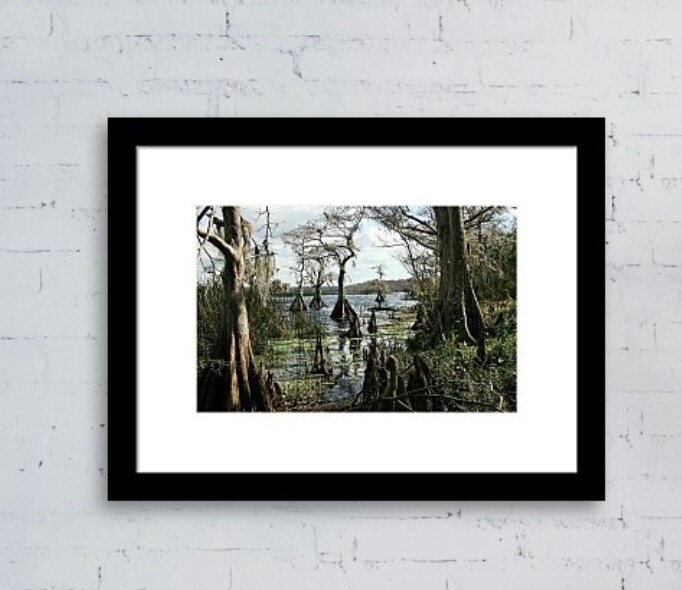 Cypress Trees shore of Florida lake photographic print 11 x 14.