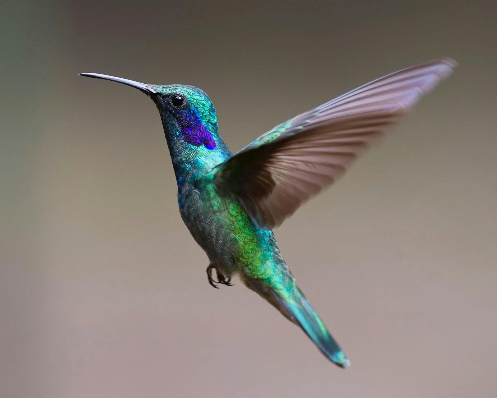 Colorful Hummingbird 8×10 8″x10″ Photograph Print