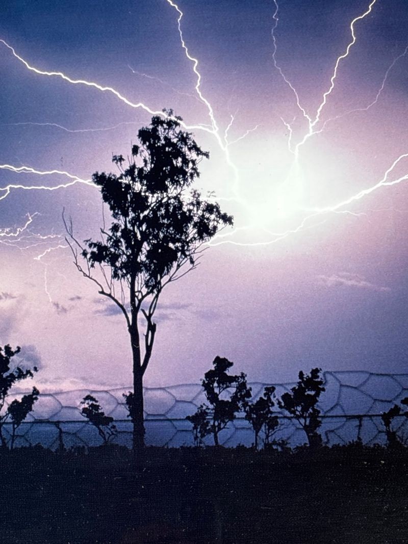 Lightning Storm Tree Photograph Framed Matted Wall Art Nature Print 29×25