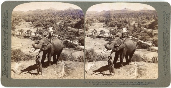 Stereo Photo Ceylon Sri Lanka, Valley of paddy fields, Elephant and… – 10669721