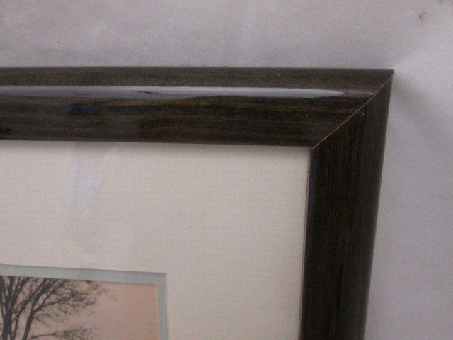 Natural Imagery Signed Photograh by William Ervin “A Gathering of Swans” Framed