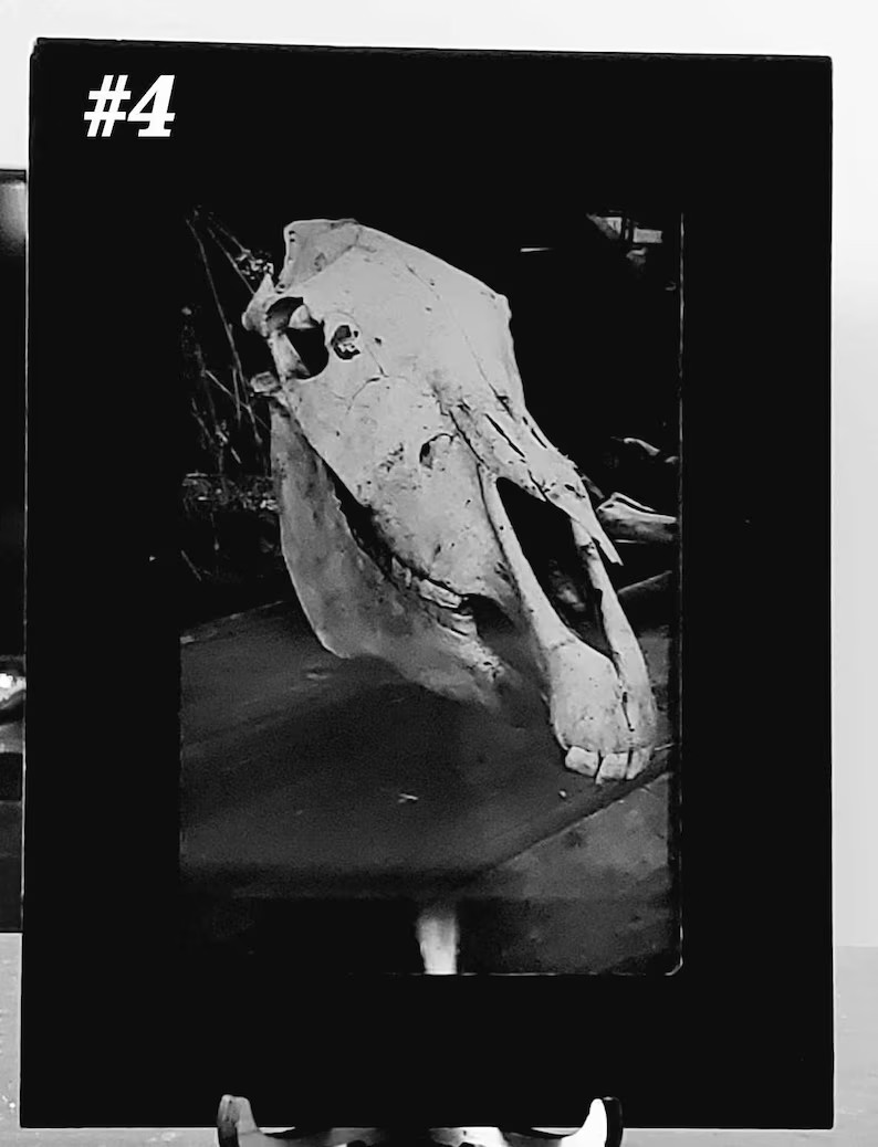 Framed Vulture Culture Photography: Pennsylvania Roadkill & Bones