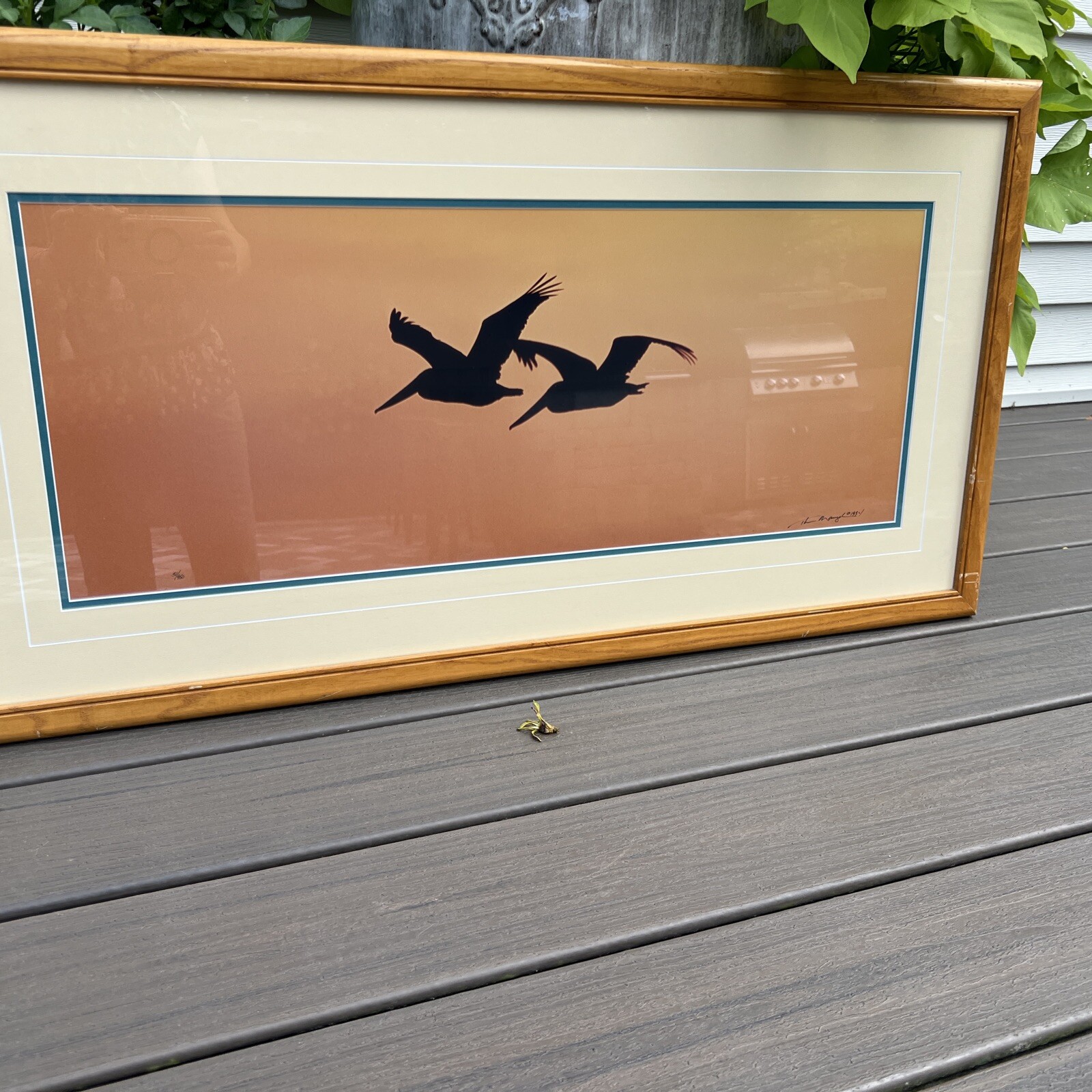 Thomas Mangelsen Signed Art Photo Ltd Pelicans Birds Wings At Dusk Numbered MCM