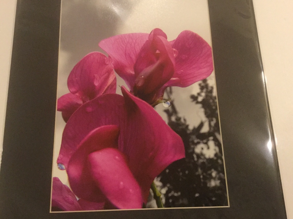 NEW Nature PHOTOGRAPH, 11x14in, Flowers, Multi-Color, Beautiful, Nature Lover