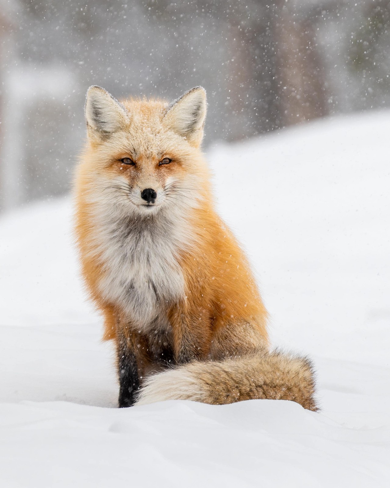 Red Fox in the Snow Original Fine Art Wildlife Photography Print by Rey Kifuri