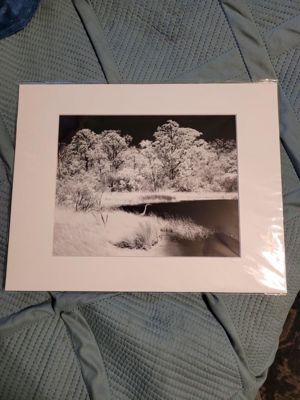 Grey Heron Near The Bay Matted 8 By 10 Photography Print