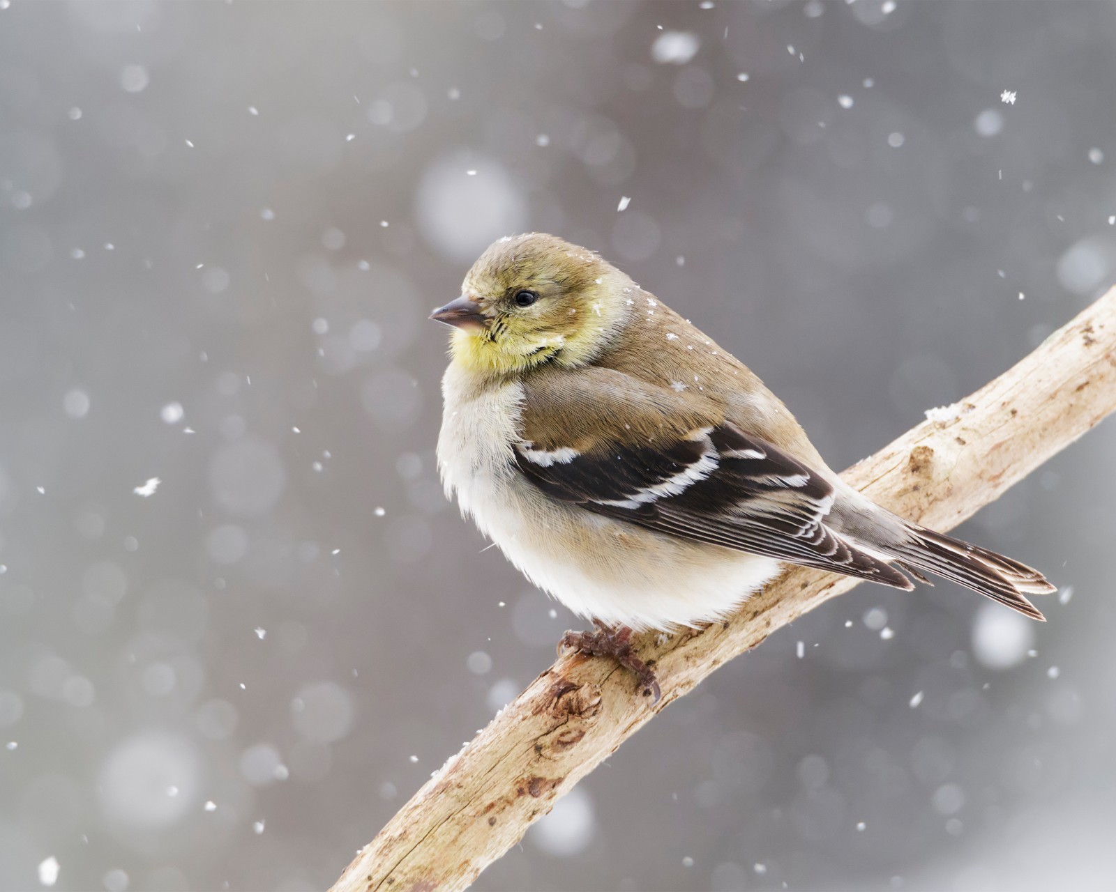 American Goldfinch Bird in Snow 8×10 8″x10″ Photograph Print