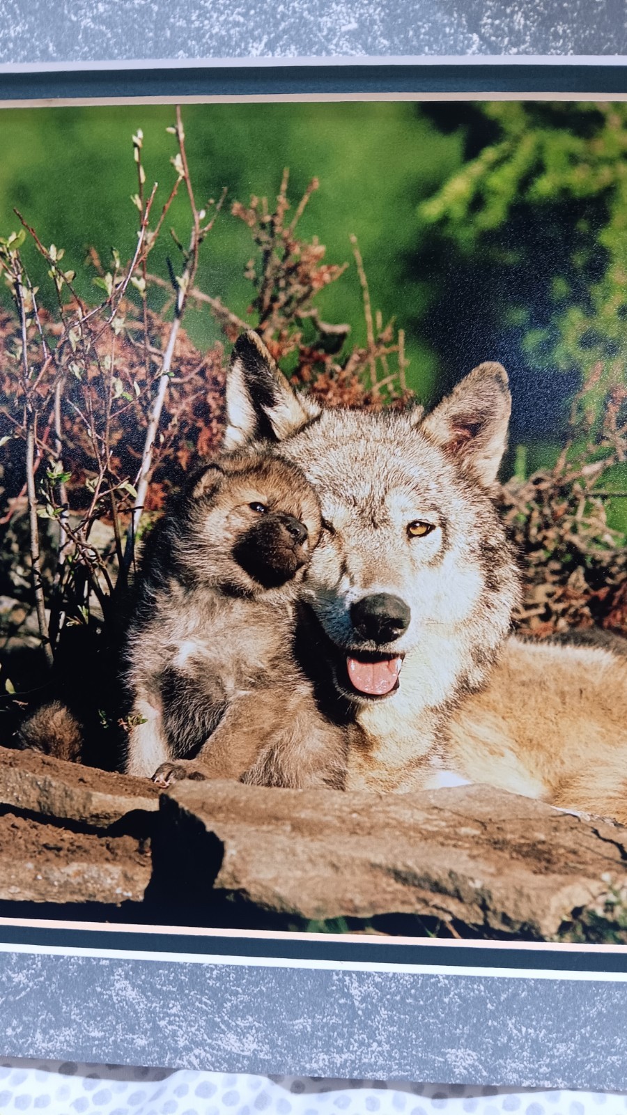 Millcreek Wildlife Reflections Set Photographs Wolves 2 Framed Matte 16.5″x13.5″