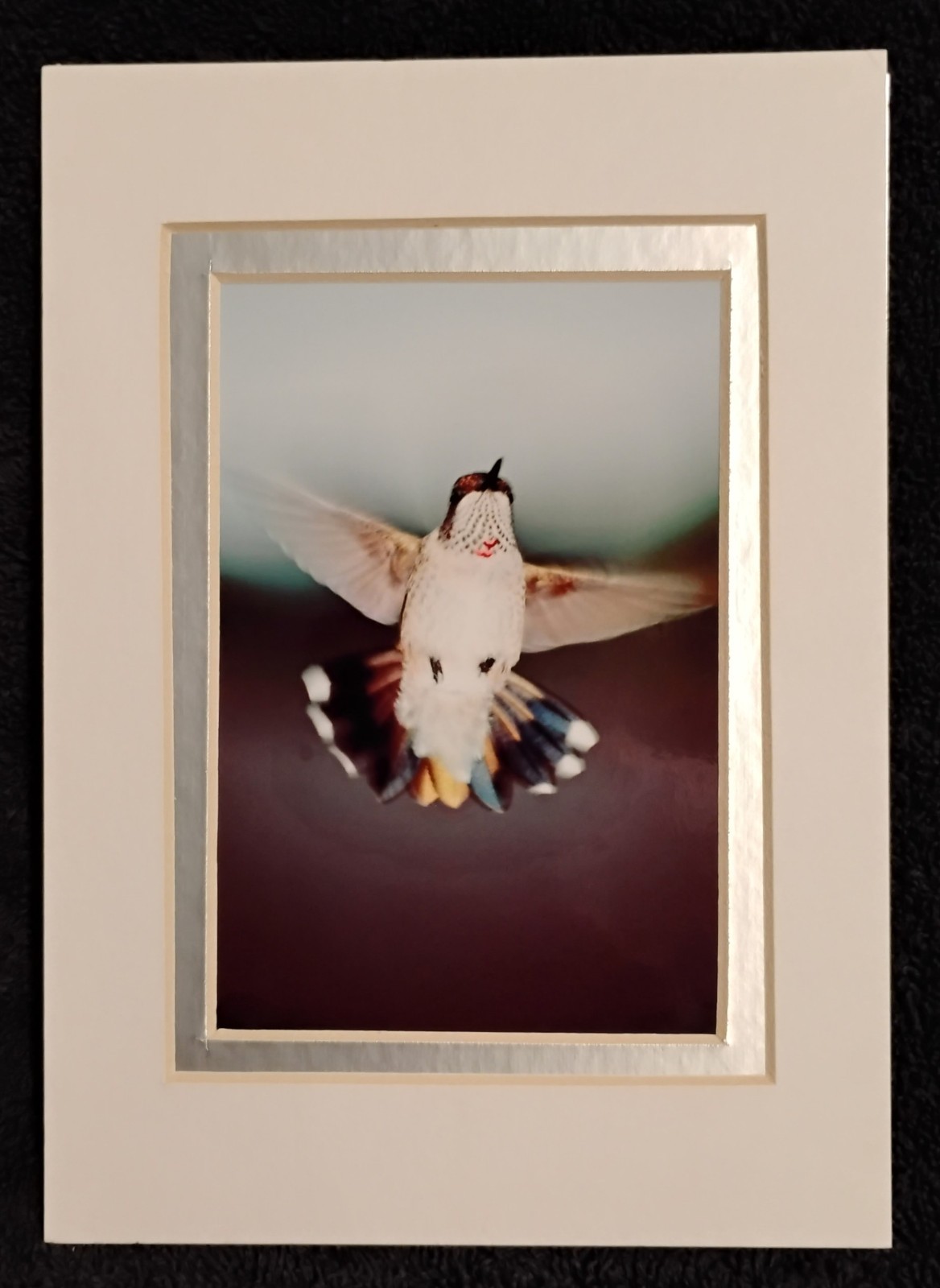 Wall Art Photography Hummingbirds Butterflies Garden 3×5 Photo Prints 4×6 Mats