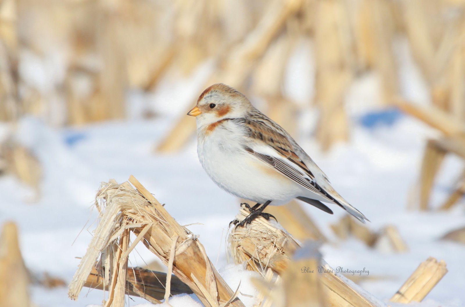 Digital Image Picture Pic Wallpaper Background /Snow Bunting /Real JPEG Photo