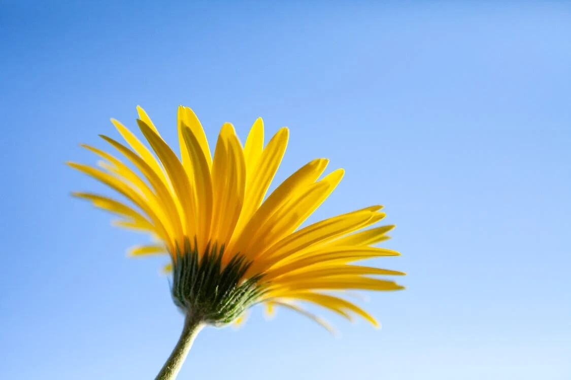 Digital Image Picture Photo Pic Wallpaper Background Yellow Flower Blue Sky