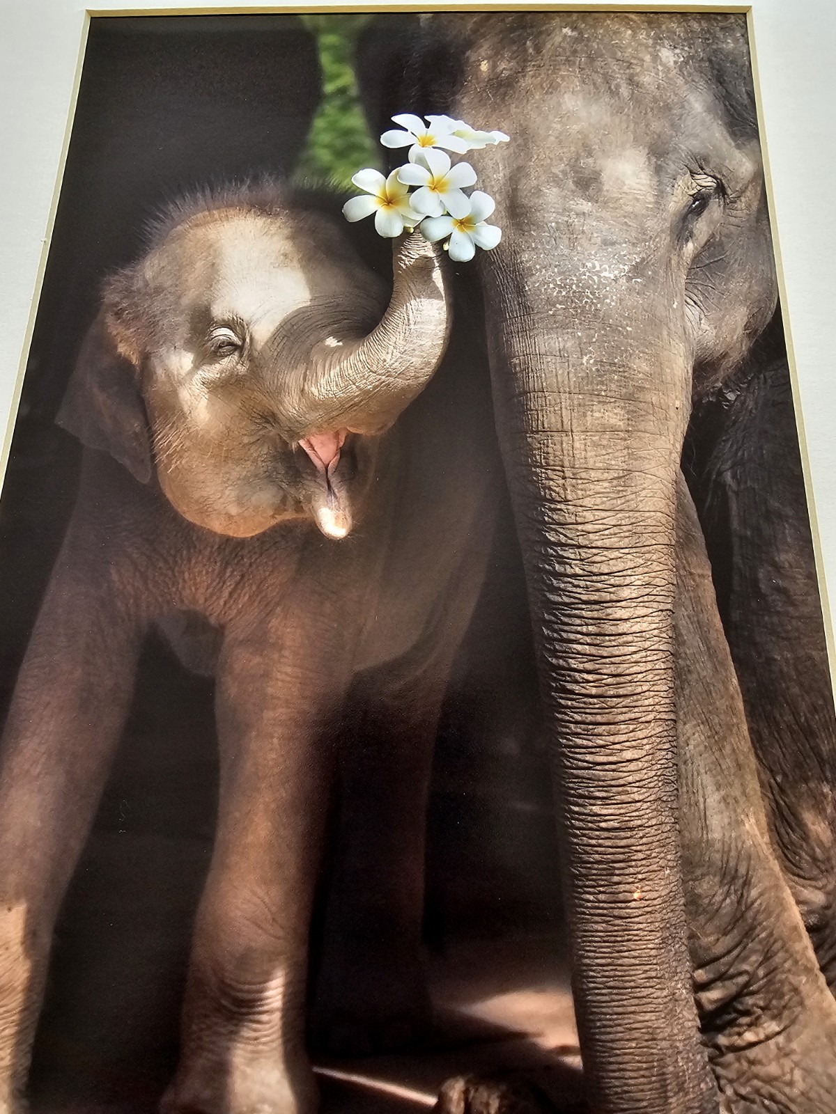 Heartwarming Photograph Baby Elephant Holding Plumeria Flowers, Thailand, 16×16″