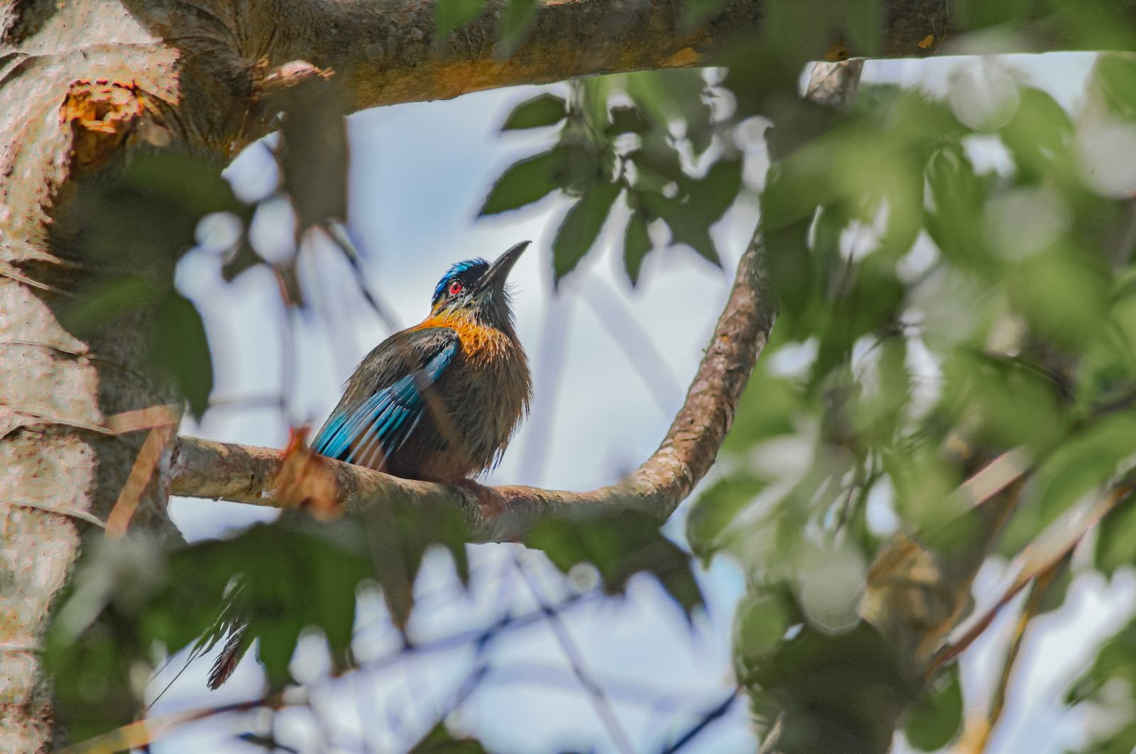 Blue Capped Motmot