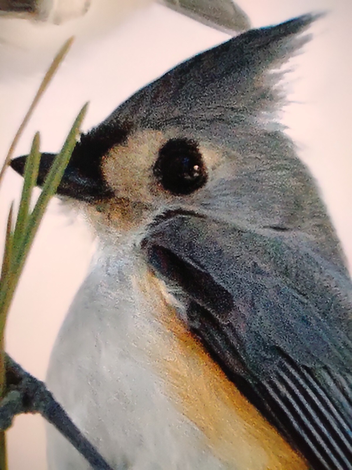 Bird Photography Two Tufted Titmouse Original Colored Print Nature Ted Ellis
