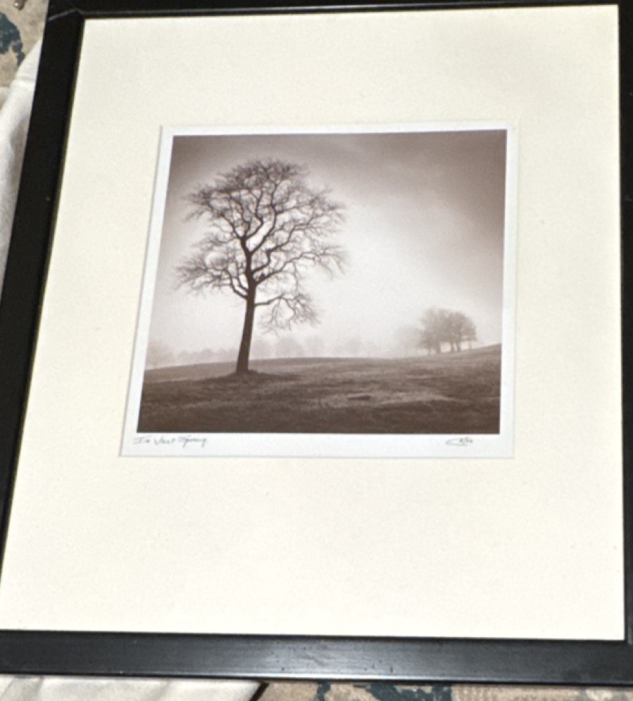 Black & White Tree Landscape Framed Photograph Nature Art