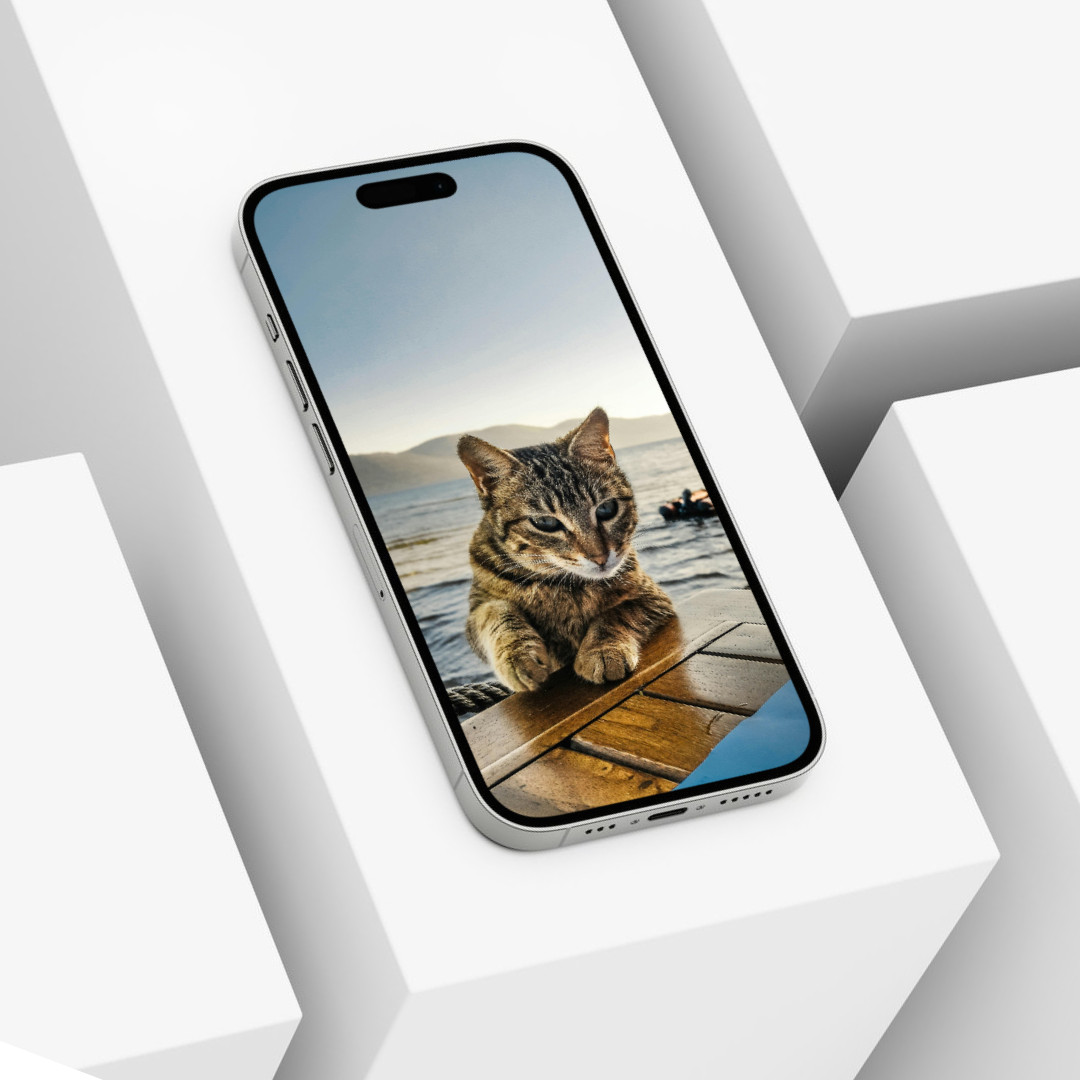 Cute Cat Animal Wallpaper Background Digital Picture, Adorable Pet Friend
