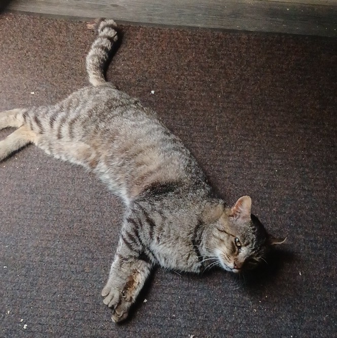 Color Cat Photograph – Tabby Cat Lying on Floor Mat, Animals Theme