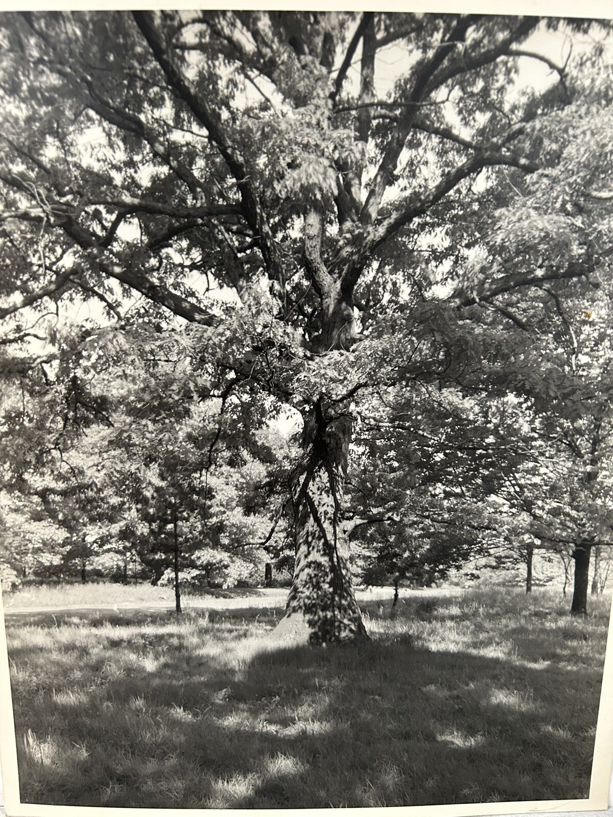 Arthur Gray Standard Oil Photographer Cleveland Ohio Americana Tree In Woods!!!