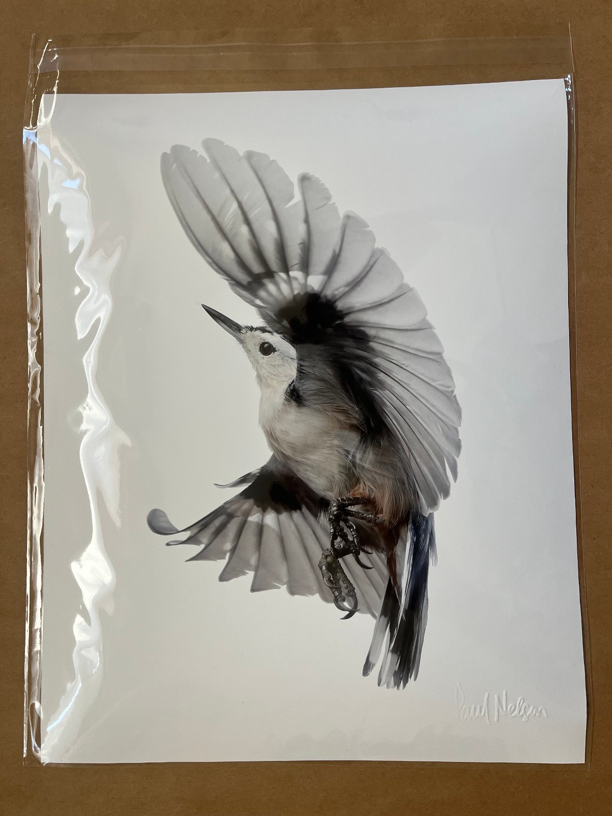Paul Nelson Photograpy, Wild Birds Flying, White-Breasted Nuthatch