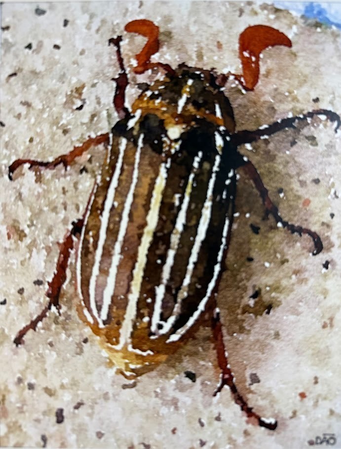 Beetle Digital Watercolor Original Photograph 8 X 10 Matted To 11 X 14 – Signed