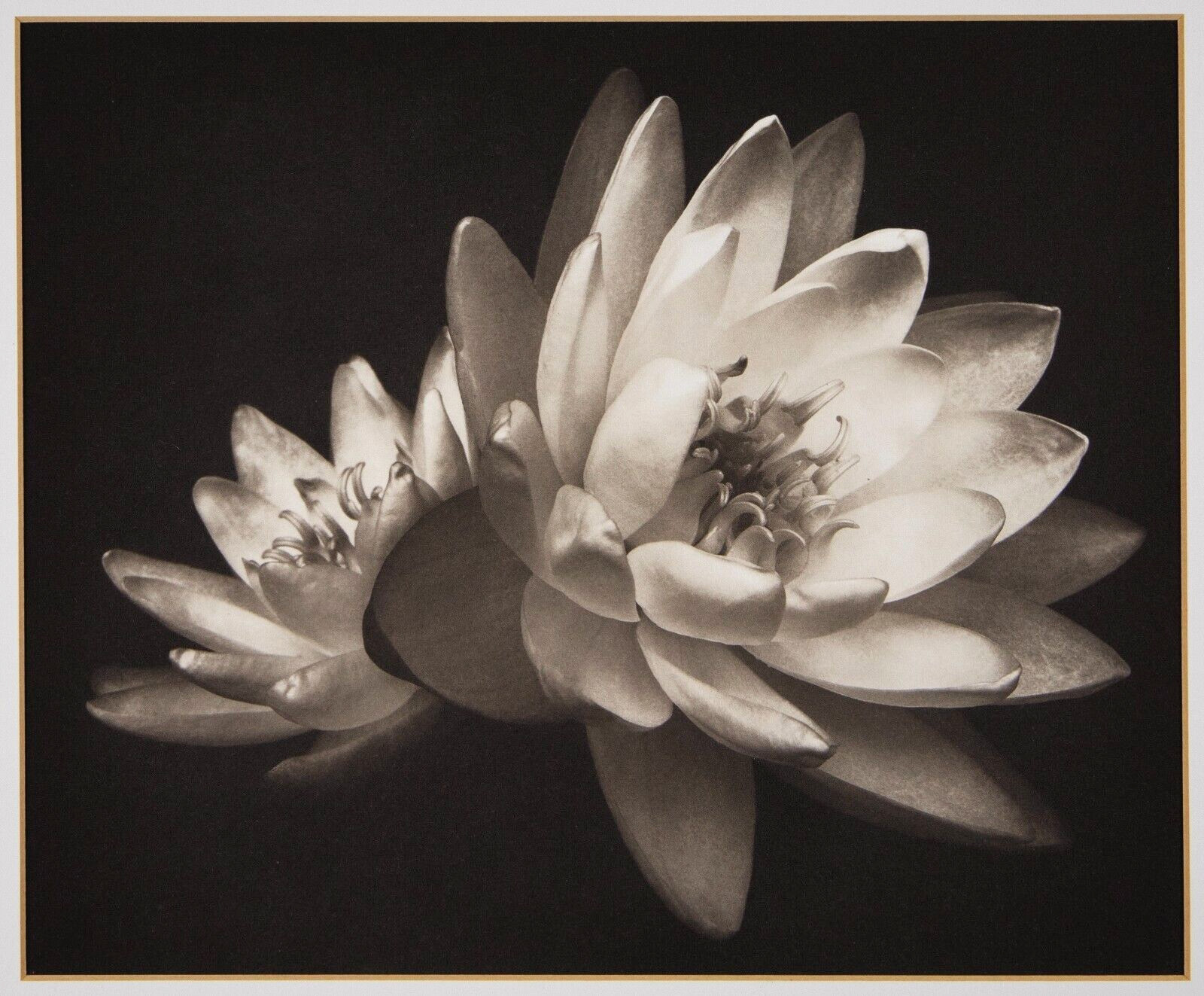 EDUARDO MARI, Platinum Palladium Print, WATER LILIES, Signed & Matted, 2003