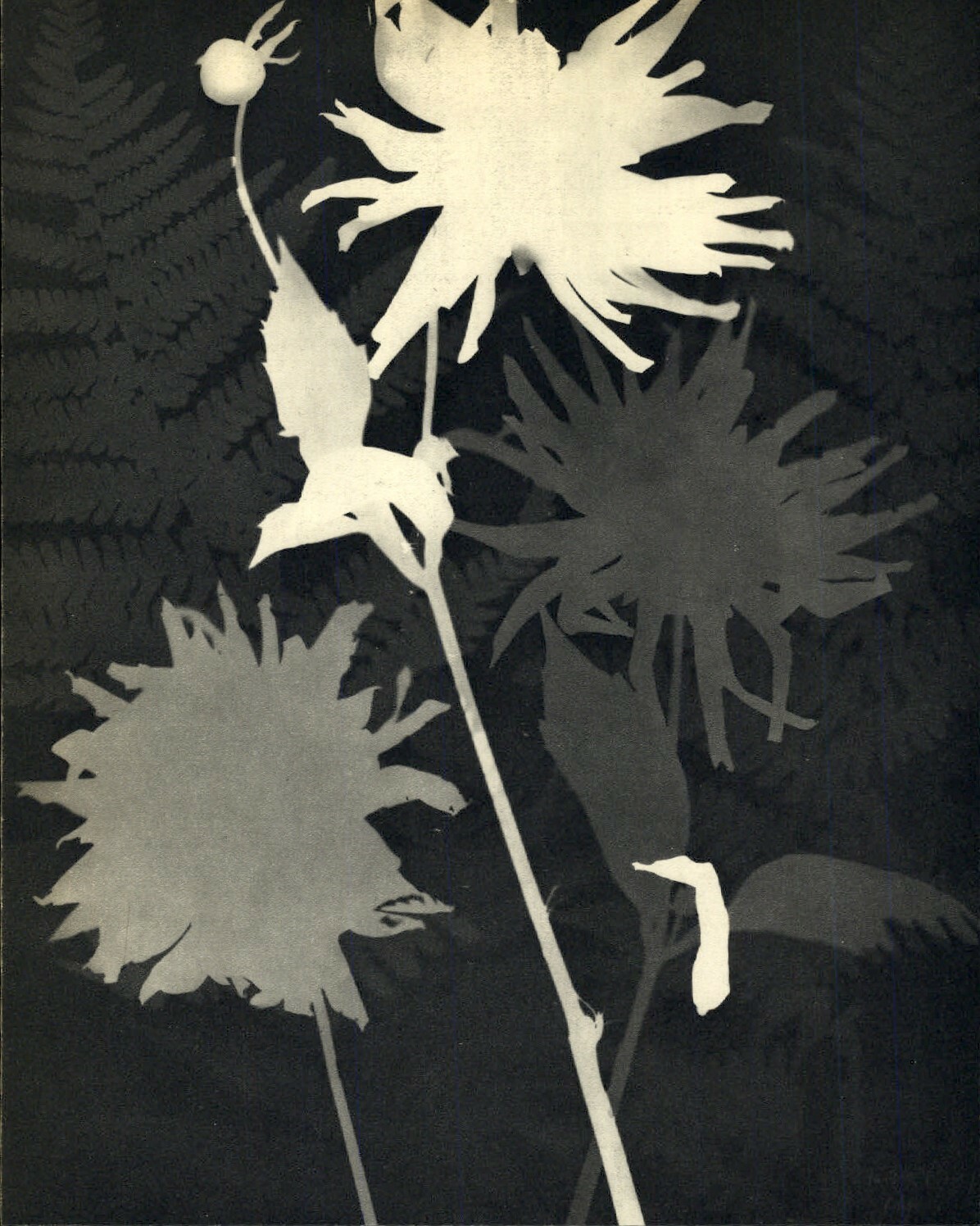 1925 1934 Original MAN RAY Rayograph Surreal Flowers Botanical Art Photo Gravure