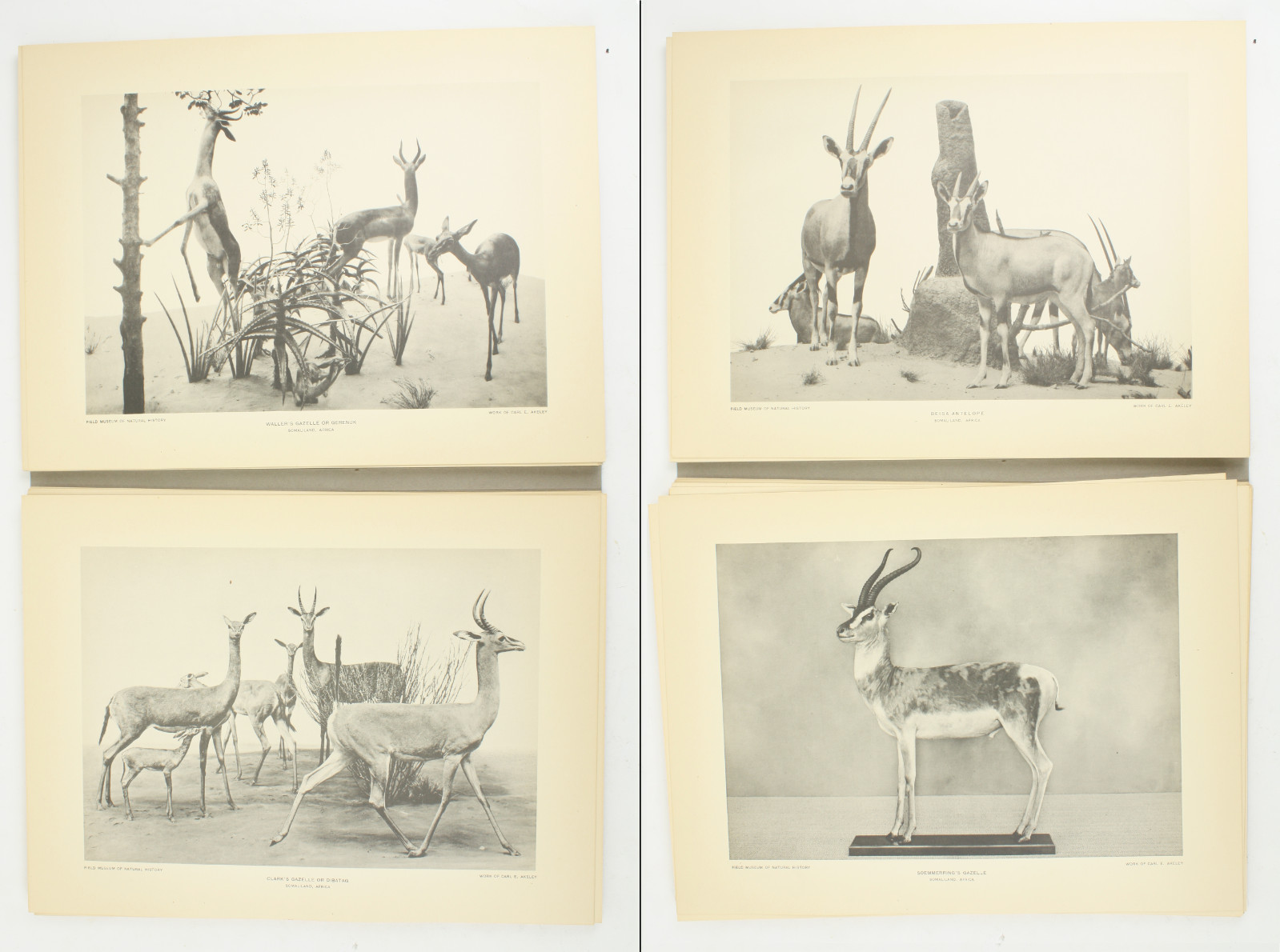 1927 Carl Akeley Photo Set Field Museum Natural History IL Taxidermy & Sculpture
