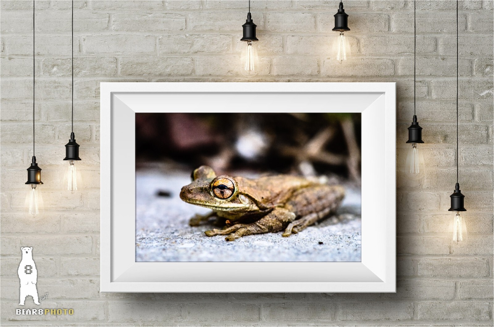 Cuban Tree Frog – Fine Art Macro Photography Prints – by Bear8Photo
