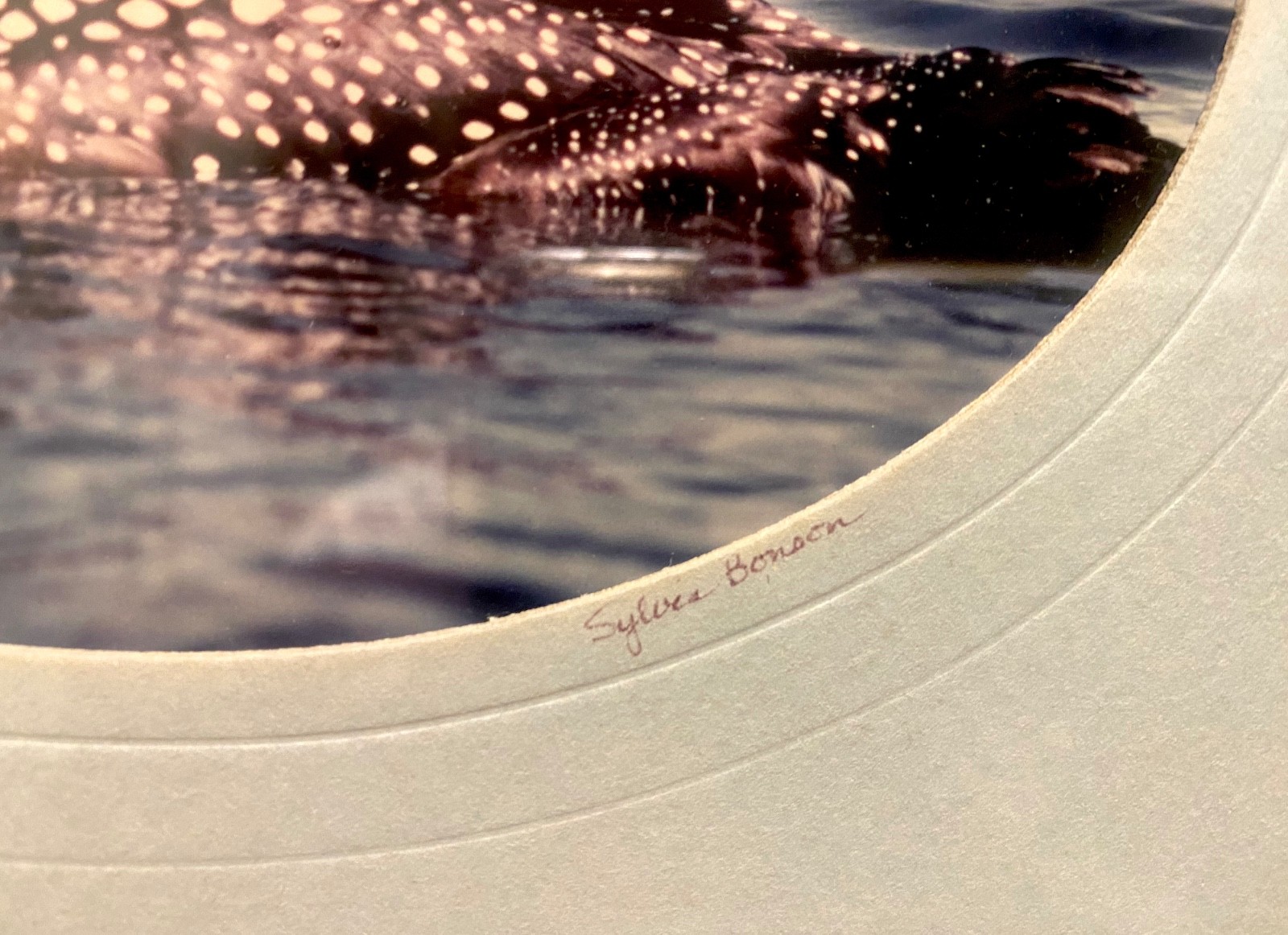 Loon Family, photo, oak frame, matted, artist signed by Sylvia Bonson 11″ x 9″