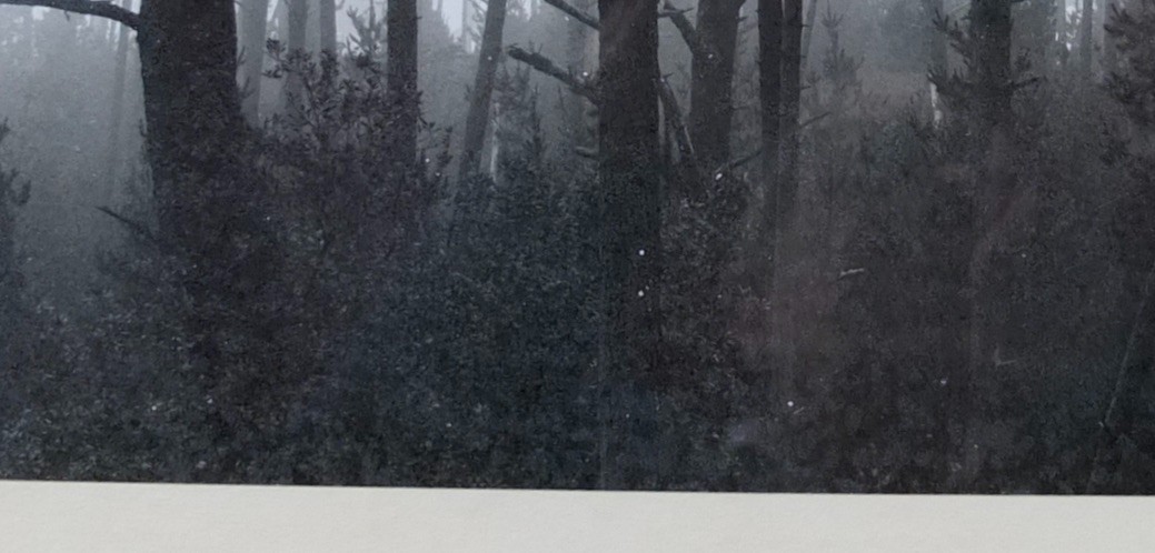 Robert (Bob) Werling 1976 Photograph Of Light In Forest Pencil Signed In Frame