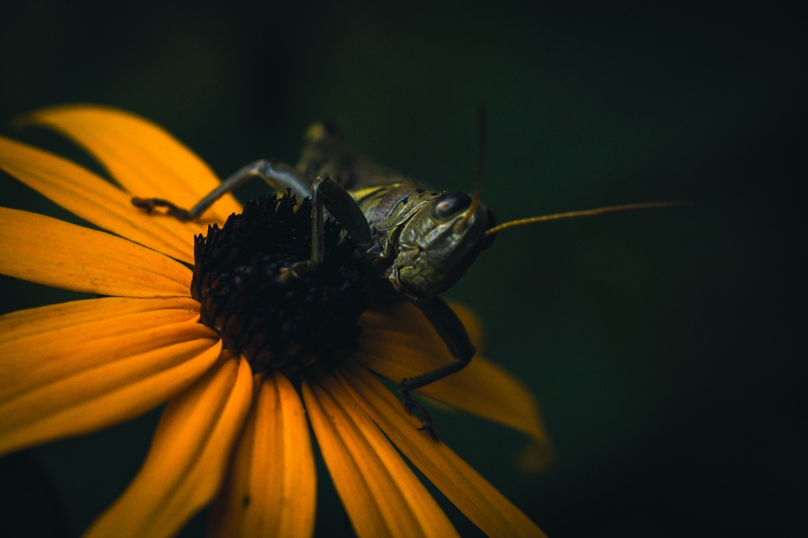8×10 Grasshopper on a Yellow Flower – glossy picture