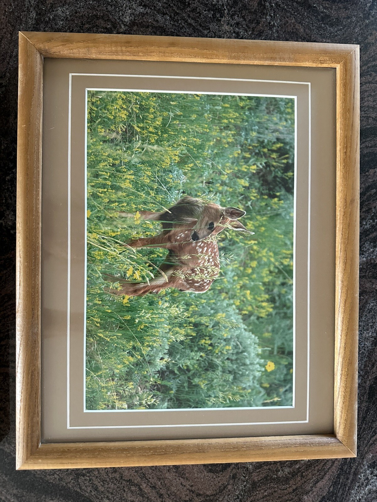 Framed Twin Mule Deer Fawn Wildlife Photography By J.R. Hunter (Signed)