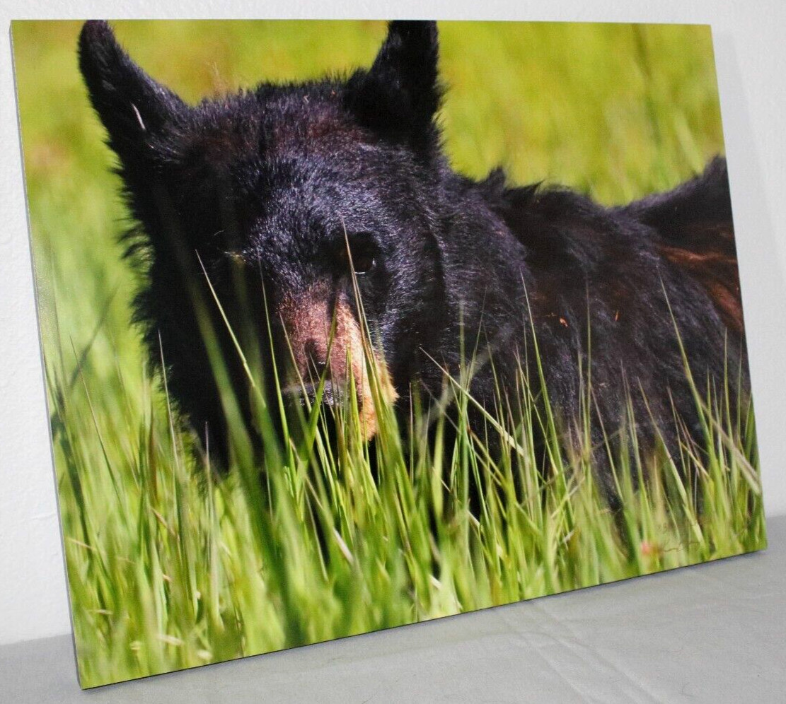 Black Bear in Grass “Bear Blades” 16″ x 20″ Mounted Wildlife Photo by Kim Barry