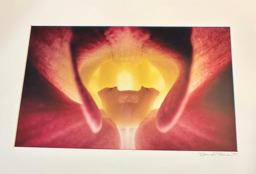 Vtg Sensual O’Keeffe-Style Floral Photograph Orchid Macro Abstract Art Signed